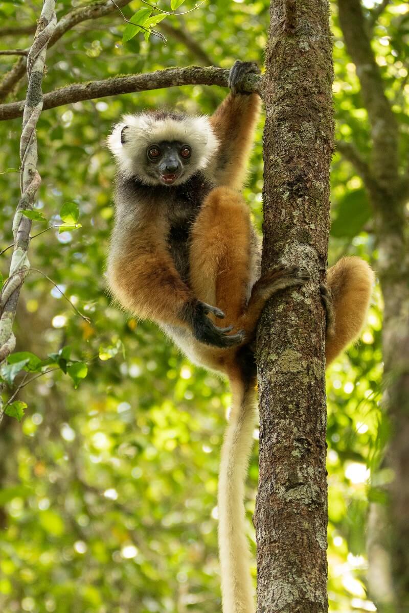 Lémuriens de Ranomafana