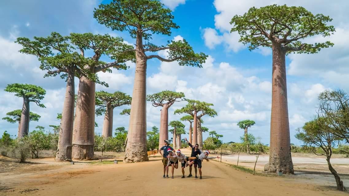 Allée des Baobabs, Madagascar